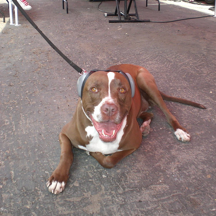 Høreværn til hunde, Large