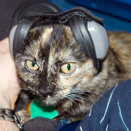 Høreværn til hunde, X-Small