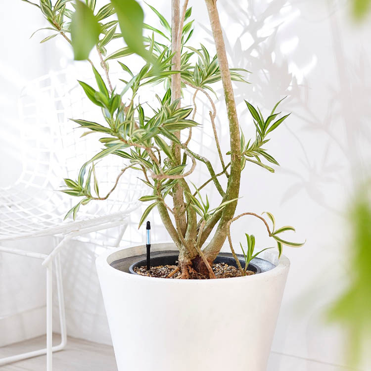 Fugtighedsmåler til krukker, Large Sort