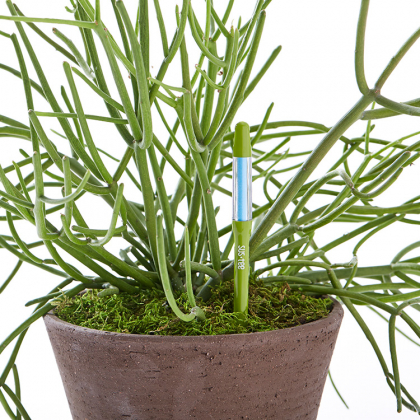 Fugtighedsmåler til krukker, Medium Grøn