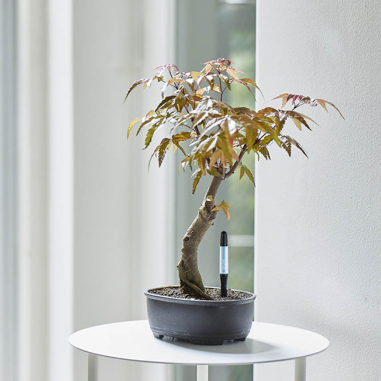 Fugtighedsmåler til krukker, Small Sort