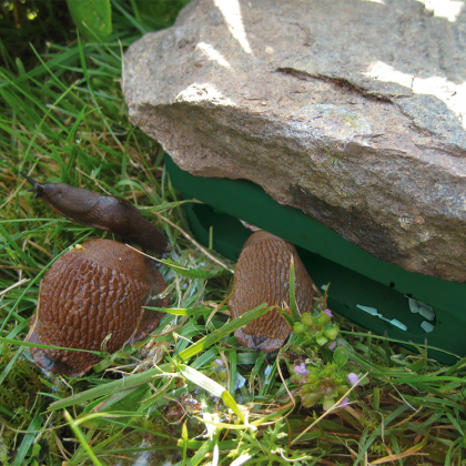 Sneglebar 5-pak billede