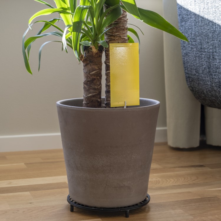 Klæbefælde til planter 12-pak, Rektangel