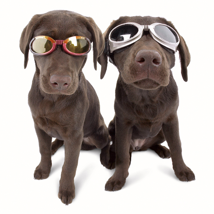 Solbriller til hunde, Doggles