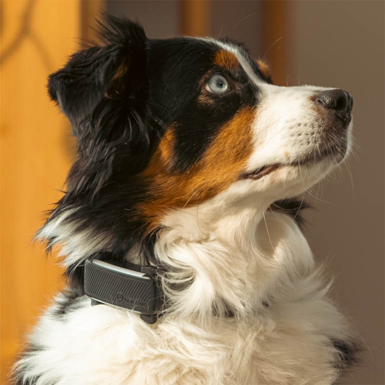 GPS til hund, Tractive