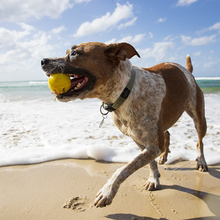 Flydende bold til hunden