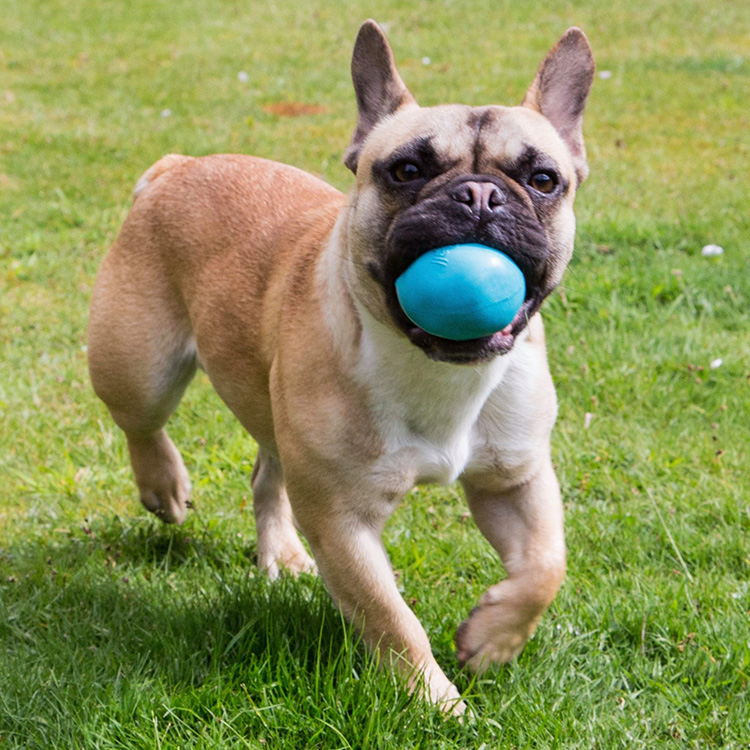 Aktivitetsbold til hunden