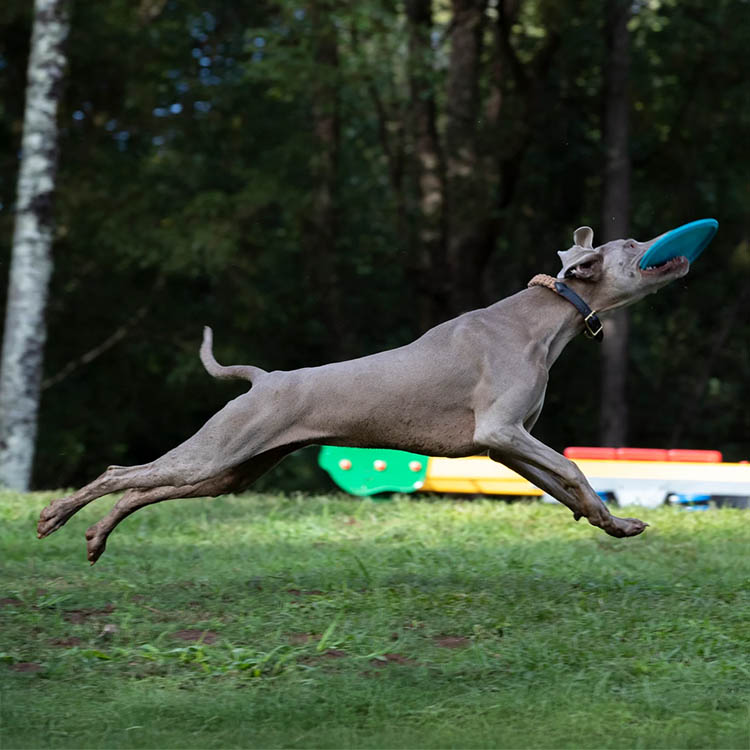 Frisbee til hunden