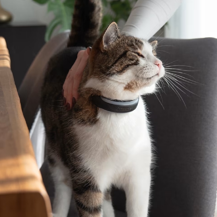 GPS til kat, Tractive