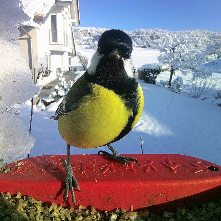 Fuglefoderautomat med kamera, Birdbuddy