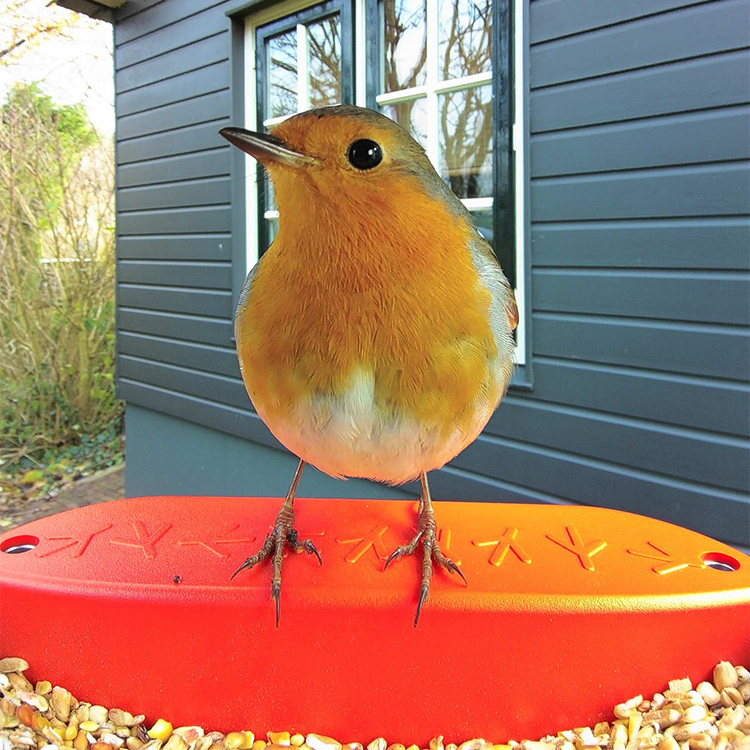Fuglefoderautomat med kamera, Birdbuddy