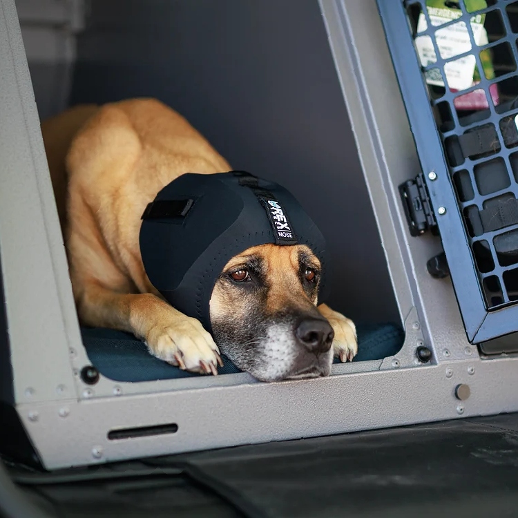 Høreværn til hunde