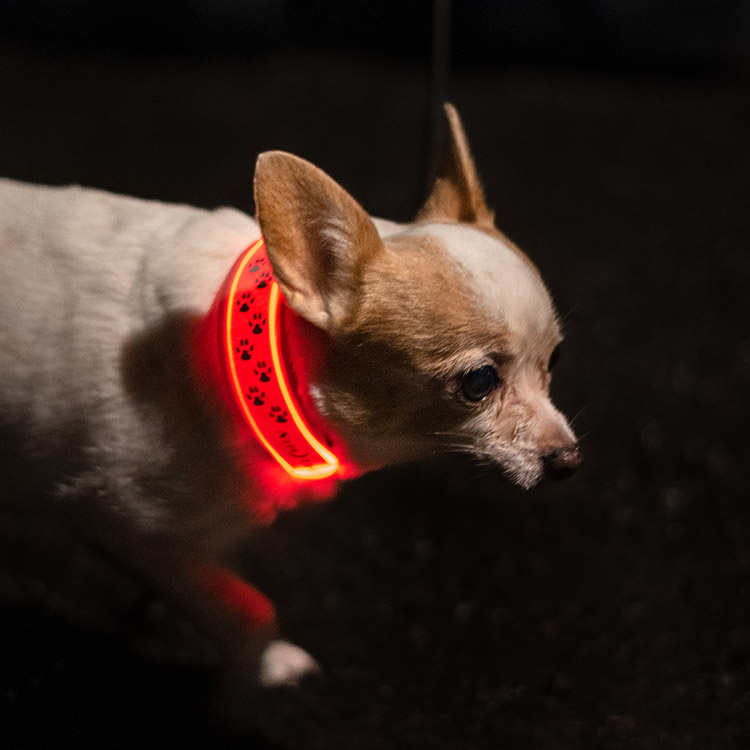 Reflekslampe til hunden i gruppen Fritid / Kæledyr / Hundeudstyr hos SmartaSaker.se (13367)