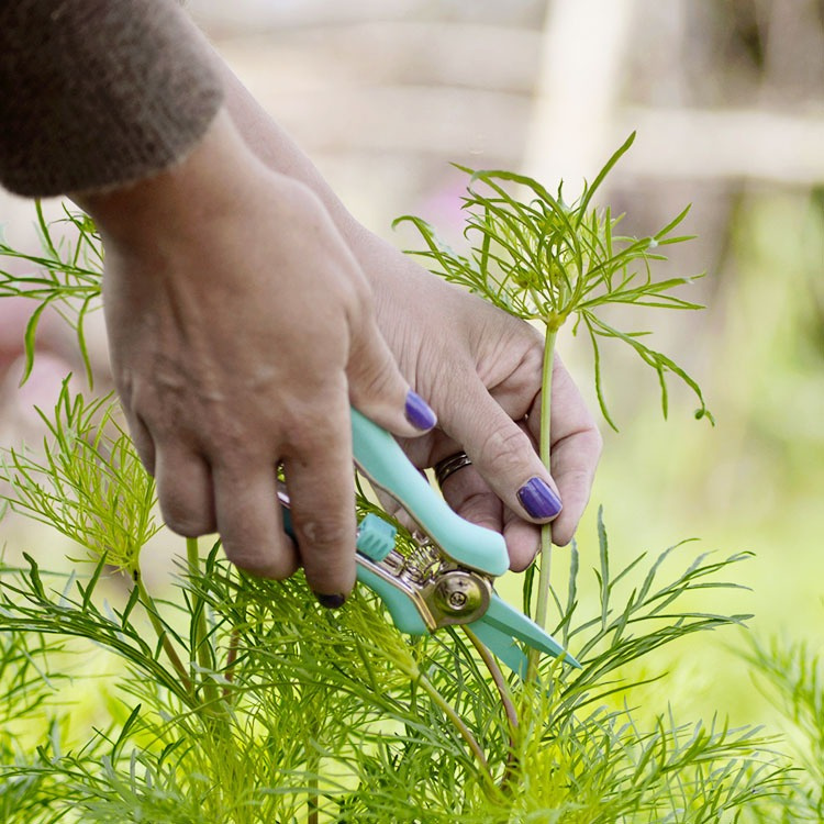 Blomster saks i gruppen Hjem / Have / Dyrkning hos SmartaSaker.se (13974)