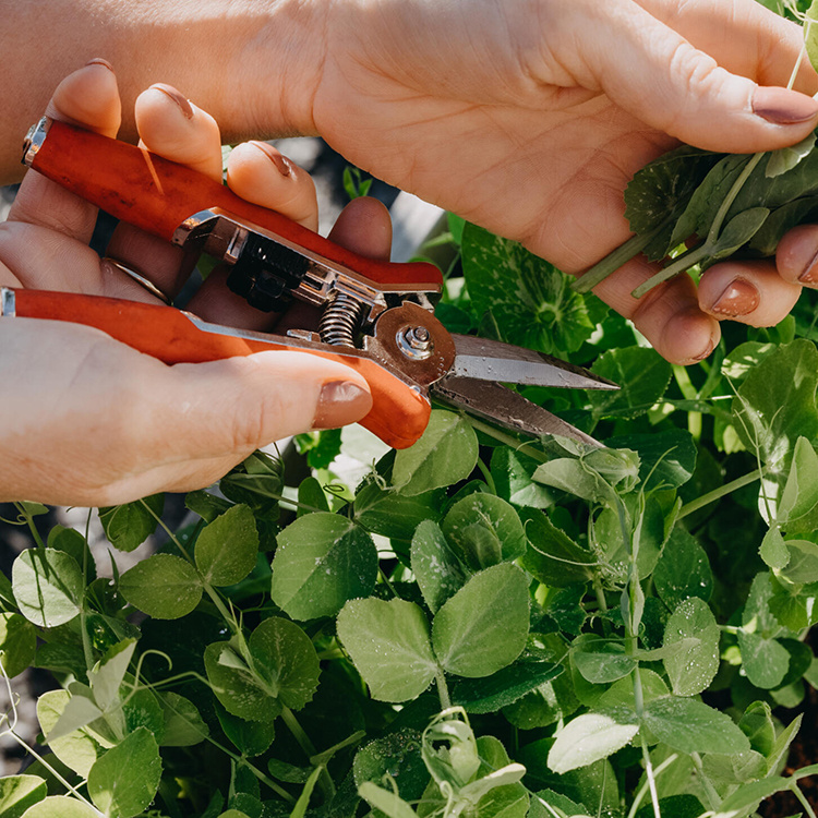 Blomster saks i gruppen Hjem / Have / Dyrkning hos SmartaSaker.se (13974)