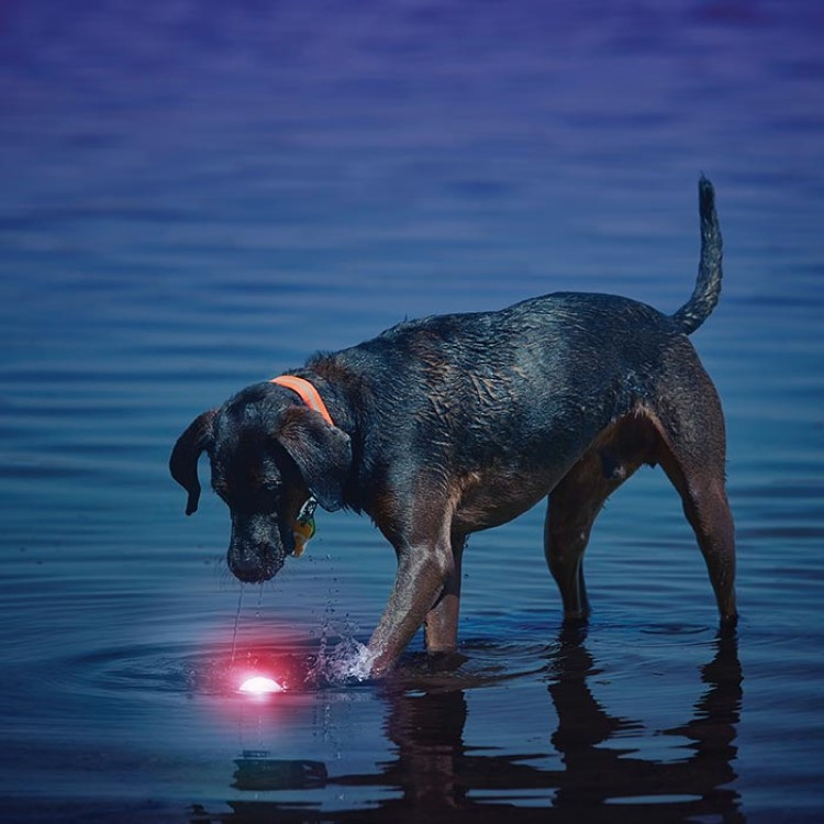 Lysende hundebold i gruppen Fritid / Kæledyr / Hundeudstyr hos SmartaSaker.se (14170)