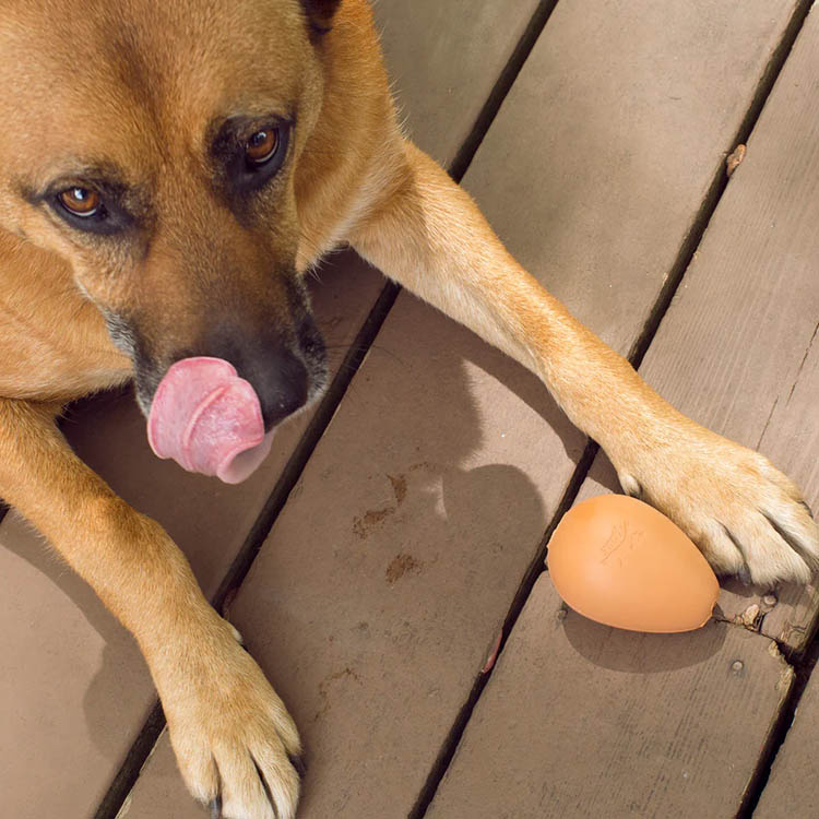 Hundelegetøj, hoppende æg i gruppen Fritid / Kæledyr / Hundeudstyr hos SmartaSaker.se (14199)