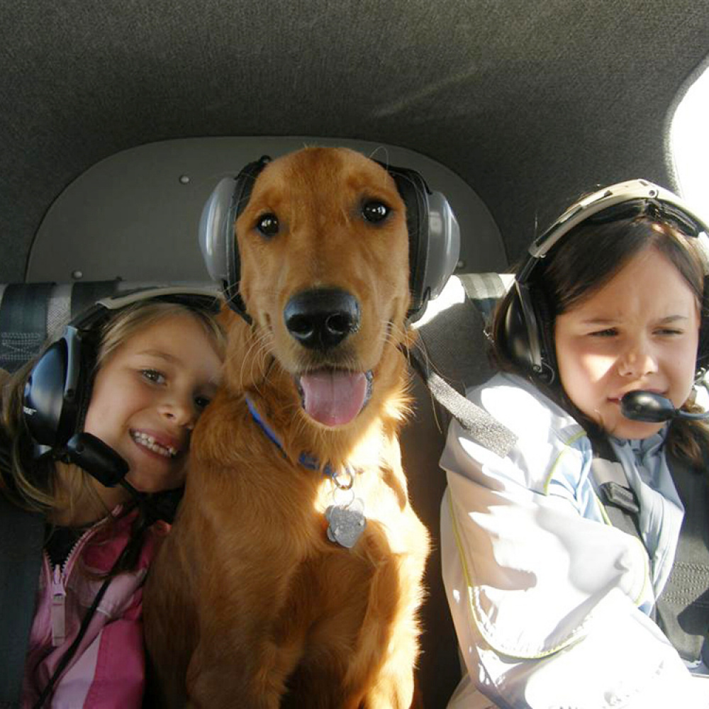 Høreværn til hunde i gruppen Fritid / Kæledyr / Hundeudstyr hos SmartaSaker.se (10806)