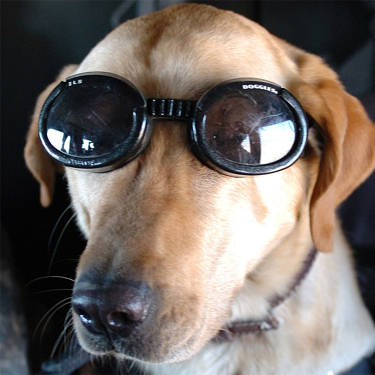 jordskælv Blive opmærksom Ambassade Solbriller til hunde, Doggles - Hundebriller | SmartaSaker