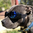 Solbriller til hunde, Doggles