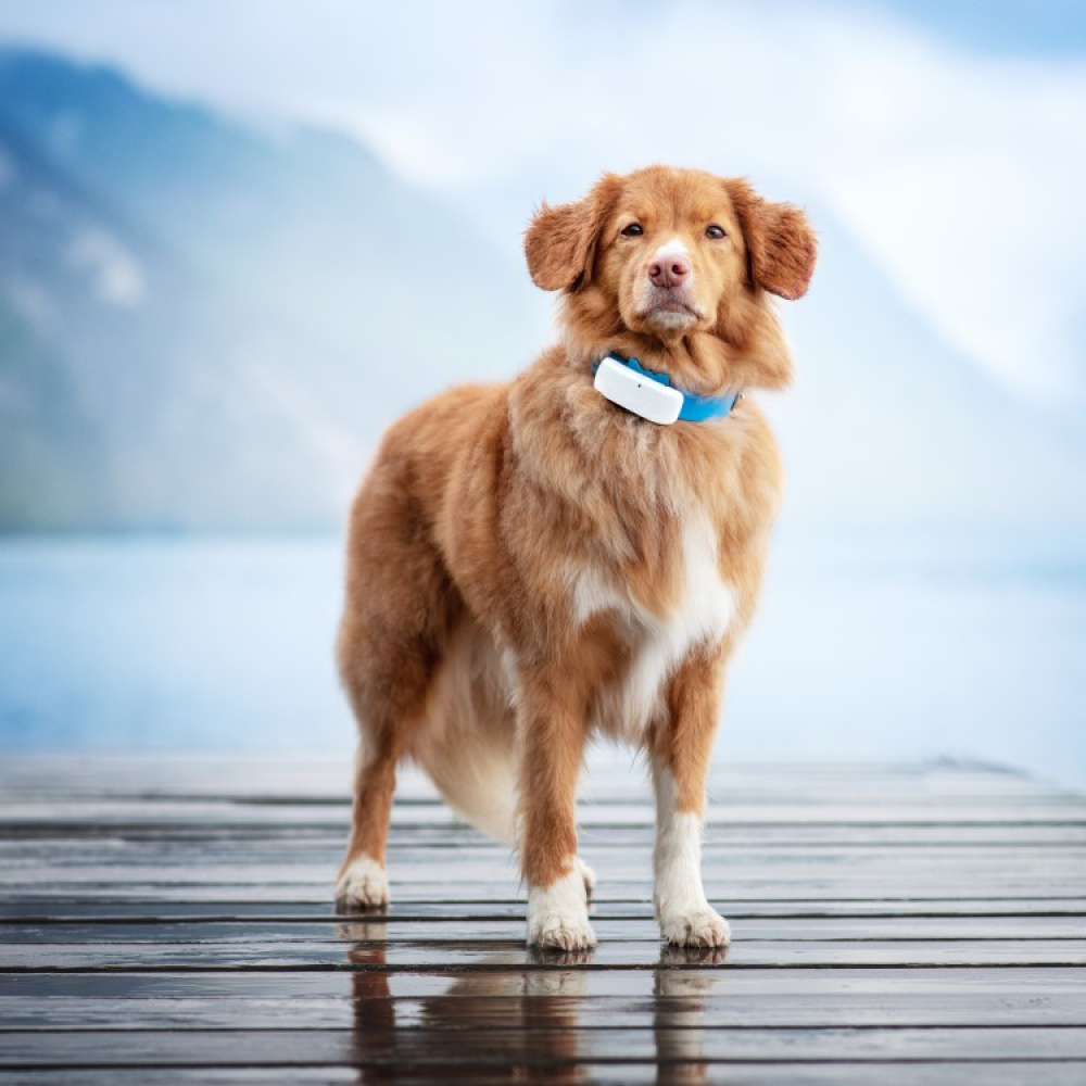 GPS til hund i gruppen Fritid / Kæledyr / Hundeudstyr hos SmartaSaker.se (11853)