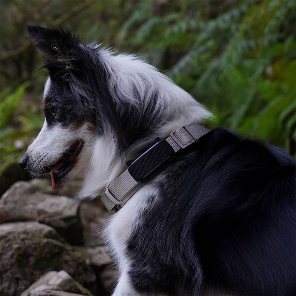 GPS til hund, Tractive i gruppen Fritid / Kæledyr / Hundeudstyr hos SmartaSaker.se (11853)