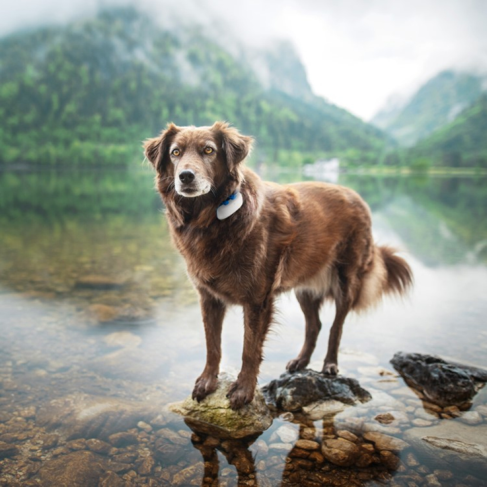 GPS til hund i gruppen Fritid / Kæledyr / Hundeudstyr hos SmartaSaker.se (11853)