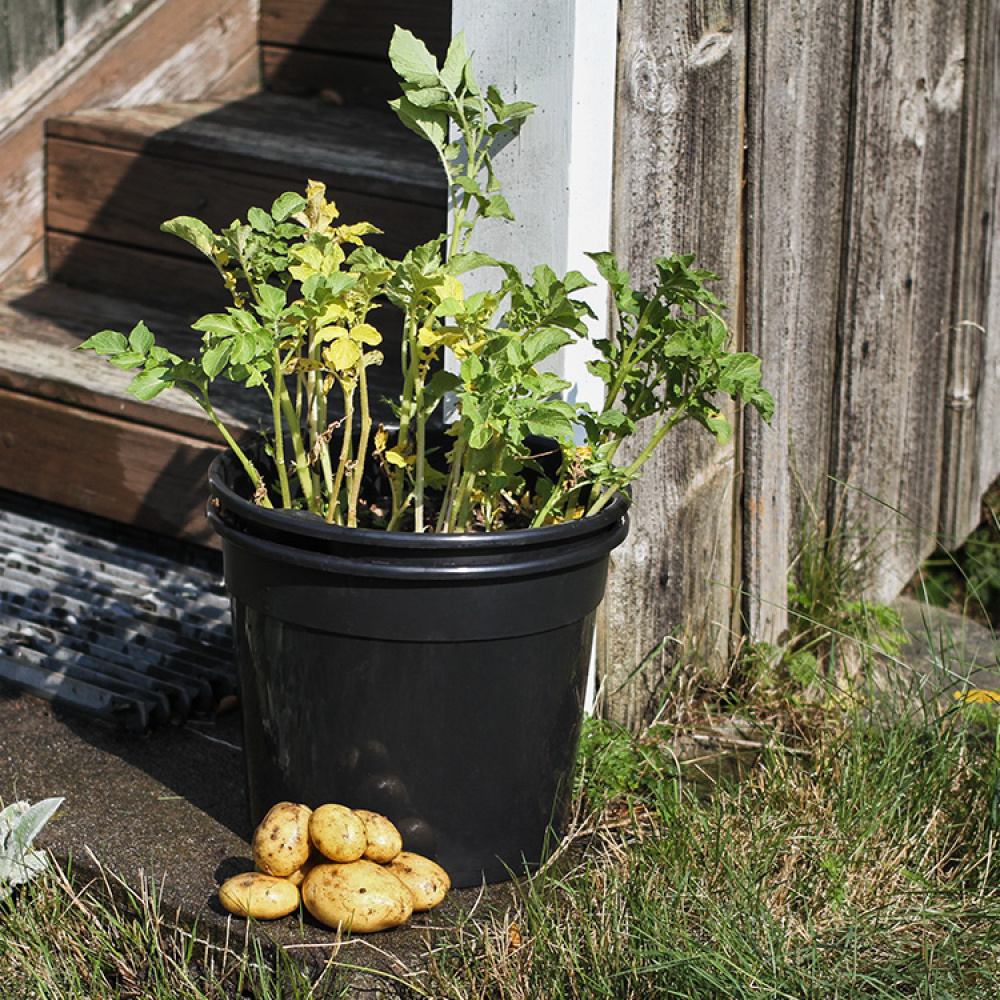 Køb Kartoffelkrukke/kartoffelspand - Dyrk kartofler en | SmartaSaker