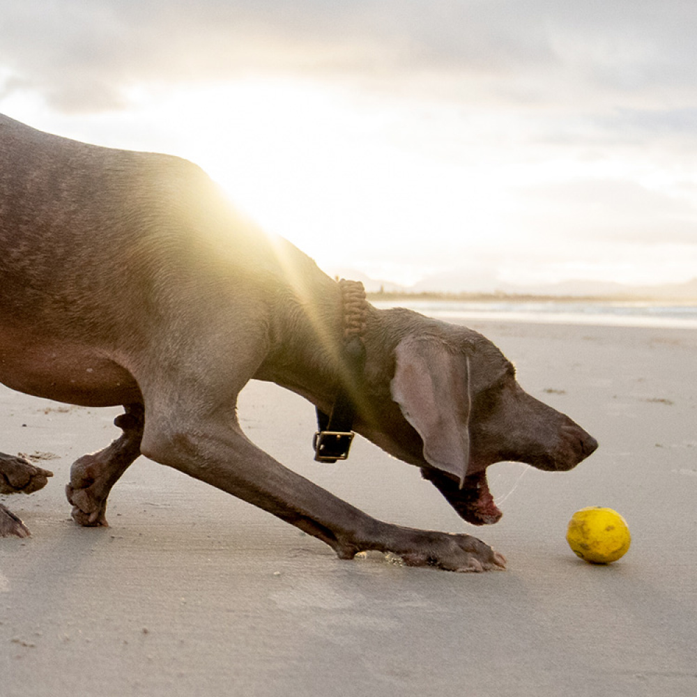 Flydende bold til hunden i gruppen Fritid / Kæledyr / Hundeudstyr hos SmartaSaker.se (12906)