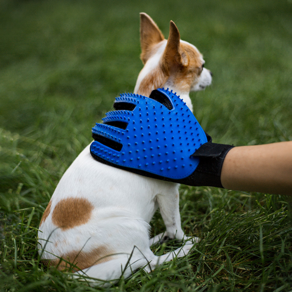 Børstehandske til hund og kat i gruppen Fritid / Kæledyr hos SmartaSaker.se (12977)