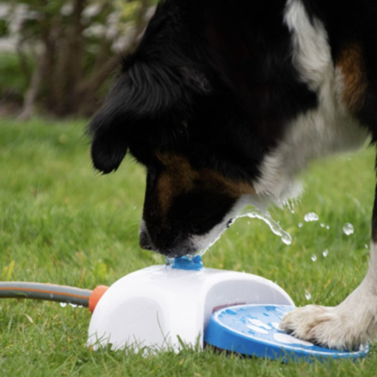 Springvand til hunden Hundens eget drikke-springvand | SmartaSaker