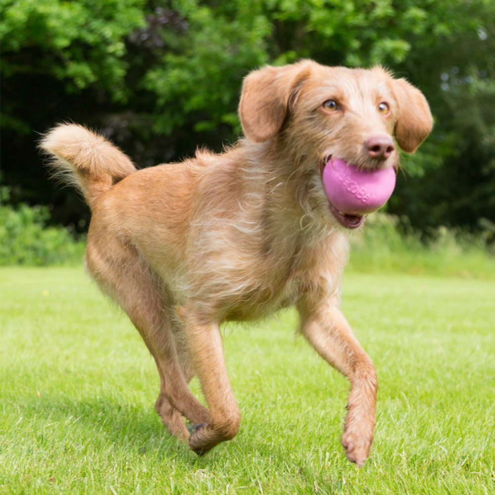 Aktivitetsbold til hunden i gruppen Fritid / Kæledyr / Hundeudstyr hos SmartaSaker.se (13280)