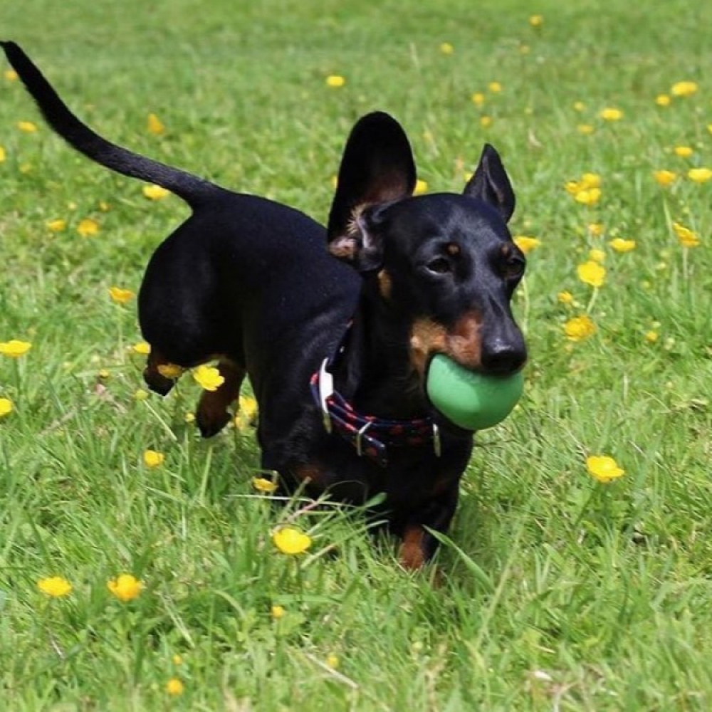 Aktivitetsbold til hunden i gruppen Fritid / Kæledyr / Hundeudstyr hos SmartaSaker.se (13280)