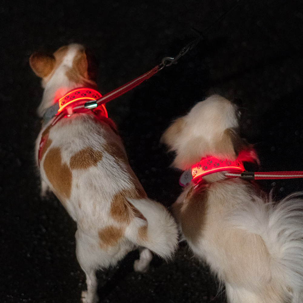 Reflekslampe til hunden i gruppen Fritid / Kæledyr / Hundeudstyr hos SmartaSaker.se (13367)