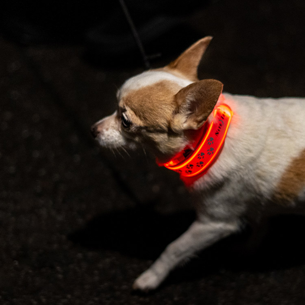 Reflekslampe til hunden i gruppen Fritid / Kæledyr / Hundeudstyr hos SmartaSaker.se (13367)