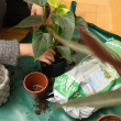 Plantedug, indendørs Plantedug, indendørs
