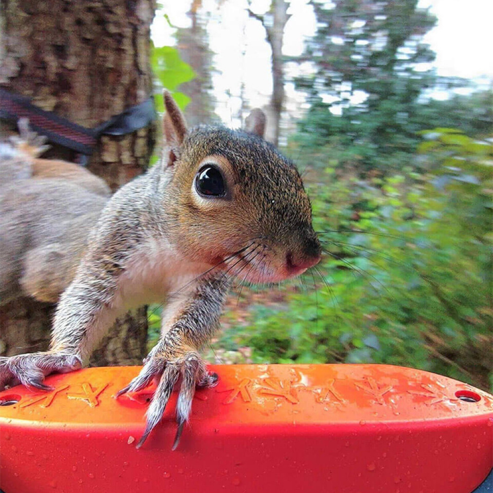 Fuglefoderautomat med kamera, Birdbuddy i gruppen Hjem / Have / Hutches og hoteller hos SmartaSaker.se (14643)