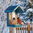 Fuglefoderautomat med kamera, Birdbuddy