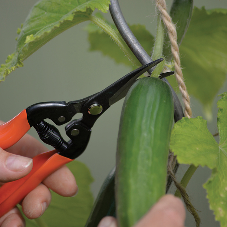 Høstsaks i gruppen Hjem / Have / Dyrkning hos SmartaSaker.se (14709)