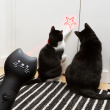 Laserpeger til kat