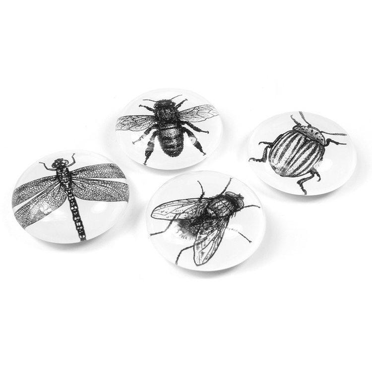 Glasmagneter 4-pak, Insekter i gruppen Opbevaring / Magneter og selvklæbende hos SmartaSaker.se (42009)