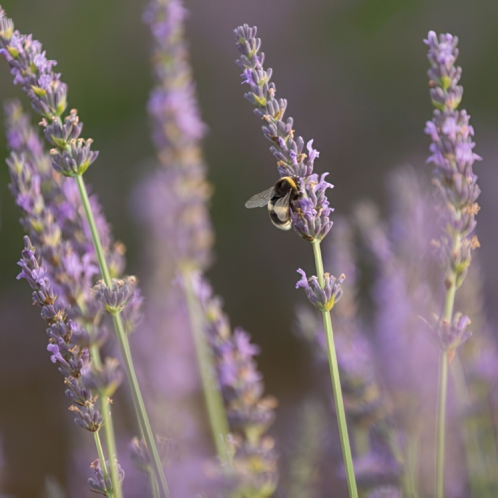 Håndsæbe med lavendelblomster, Savon de Marseille i gruppen hos SmartaSaker.se (43045)
